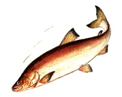 ,   / Stenodus Leucichthys