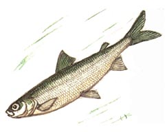 Карликовый Валек / Prosopium Coulteri