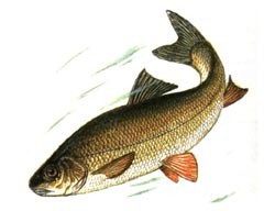 Вырезуб, Подвид Вырезуб / Rutilus Frisii