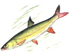 Желтощек / Elopichthys Bambusa