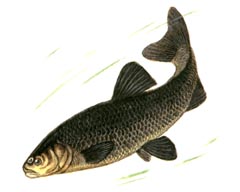 Черный Амур / Mylopharyngodon Piceus