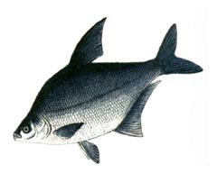 Черный Амурский Лещ / Megalobrama Terminalis