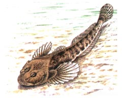 Обыкновенный Подкаменщик / Cottus Gobio