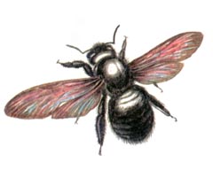 Пчела - Плотник / Xylocopa Valga