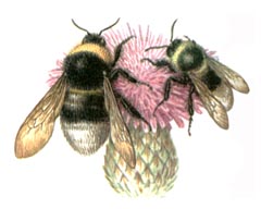   / Bombus Paradoxu