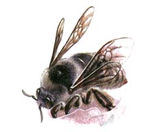 Редчайший Шмель / Bombus Unicus