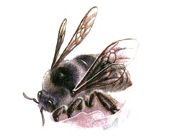   / Bombus Unicus