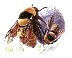 Степной Шмель / Bombus Fragrans