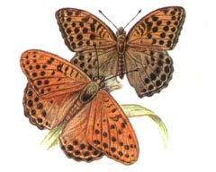 Перламутровка Зенобия / Argynnis Zenobia