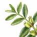   / Buxus Colchica