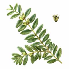 Самшит Колхидский / Buxus Colchica