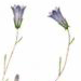 Колокольчик Ардонский / Campanula Ardonensis