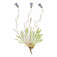 Колокольчик Ардонский / Campanula Ardonensis