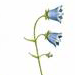Колокольчик Отрана / Campanula Autraniana