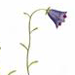 Колокольчик Безенгийский / Campanula Besenginica