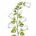 Колокольчик Доломитовый / Campanula Dolomitica