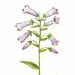 Колокольчик Комарова / Campanula Komarovii