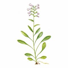 Колокольчик Комарова / Campanula Komarovii