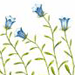 Колокольчик Холодолюбивый / Campanula Kryophila