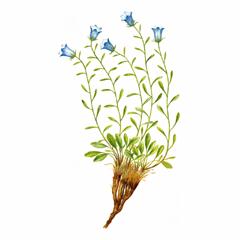 Колокольчик Холодолюбивый / Campanula Kryophila