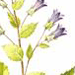 Колокольчик Осетинский / Campanula Ossetica