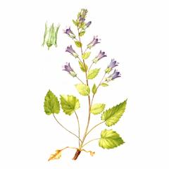 Колокольчик Осетинский / Campanula Ossetica