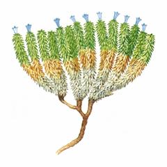 Эдрайант Оверина / Edraianthus Owerinianus