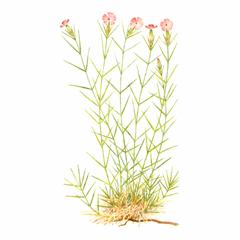 Гвоздика Акантолимоновидная / Dianthus Acantholimonoides