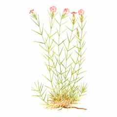   / Dianthus Acantholimonoides