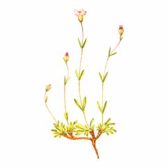  ()  / Gastrolychnis Soczaviana