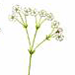   / Gypsophila Uralensis