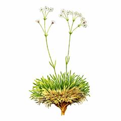 Качим Пинежский / Gypsophila Uralensis