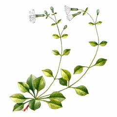 Петрокома Гефта / Petrocoma Hoefftiana Silene Hoefftiana Fisch.