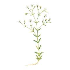 Смолевка Скальная / Silene Rupestris