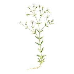   / Silene Rupestris