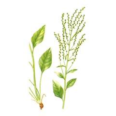Свекла Венчикоцветная / Beta Corolliflora