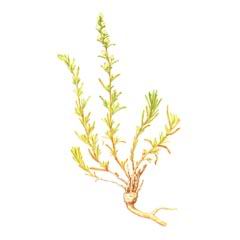 Терескен Ленский / Ceratoides Lenensis Eurotia Lenensis Kumin.