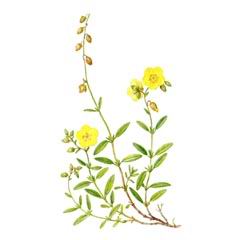   / Helianthemum Arcticum