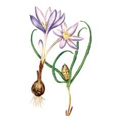 Безвременник Яркий / Colchicum Laetum