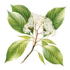 Ботрокариум Спорный (свида Спорная) / Bothrocaryum Controversum Cornus Controversa Hemsl. Ex Prain; Swida Controversa Hemsl. Ex Prain Sojak