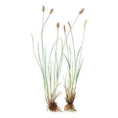 Осока Дэвелла / Carex Davalliana