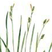 Осока Пурпурововлагалищная / Carex Erythrobasis
