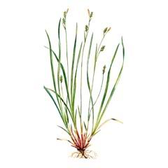 Осока Пурпурововлагалищная / Carex Erythrobasis