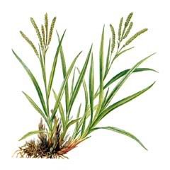 Осока Разрезная / Carex Incisa