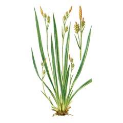 Осока Необычная / Carex Insaniae