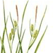 Осока Японская / Carex Japonica
