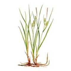 Осока Японская / Carex Japonica