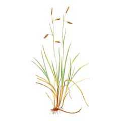 Осока Рыхлая / Carex Laxa