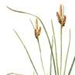 Осока Свинцово-зеленая / Carex Livida