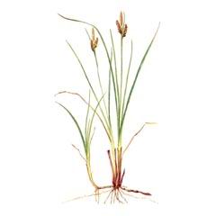  - / Carex Livida